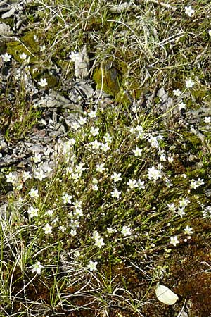 Sabulina caespitosa \ Galmei-Fr&uuml;hlings-Miere, Harzer Fr&uuml;hlings-Miere / Calaminarian Spring Sandwort, D Warburg 31.5.2014