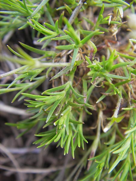 Sabulina caespitosa \ Galmei-Fr&uuml;hlings-Miere, Harzer Fr&uuml;hlings-Miere / Calaminarian Spring Sandwort, D Stolberg 30.4.2012