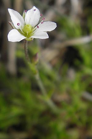 Sabulina caespitosa, Calaminarian Spring Sandwort
