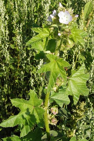 Malva verticillata \ Quirl-Malve / Chinese Mallow, Cluster Mallow, D Mannheim 24.7.2012