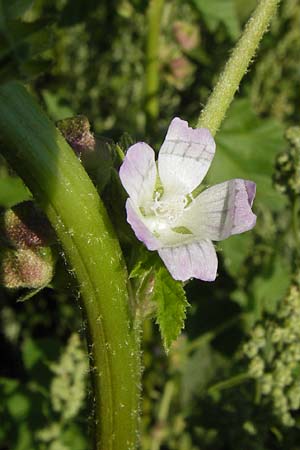 Malva verticillata \ Quirl-Malve / Chinese Mallow, Cluster Mallow, D Mannheim 24.7.2012