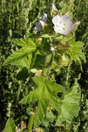 Malva verticillata \ Quirl-Malve / Chinese Mallow, Cluster Mallow, D Mannheim 24.7.2012