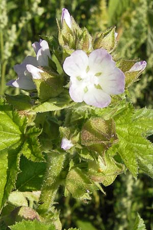Malva verticillata \ Quirl-Malve / Chinese Mallow, Cluster Mallow, D Mannheim 24.7.2012