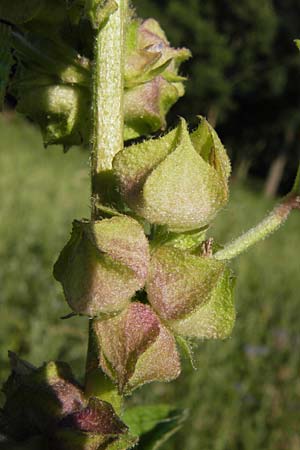Malva verticillata \ Quirl-Malve / Chinese Mallow, Cluster Mallow, D Mannheim 24.7.2012