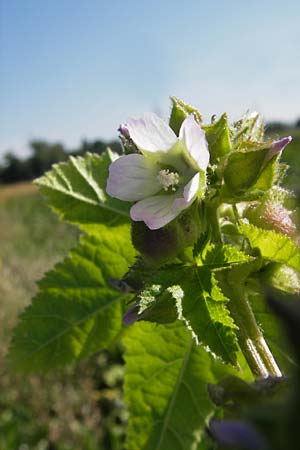 Malva verticillata \ Quirl-Malve / Chinese Mallow, Cluster Mallow, D Mannheim 24.7.2012