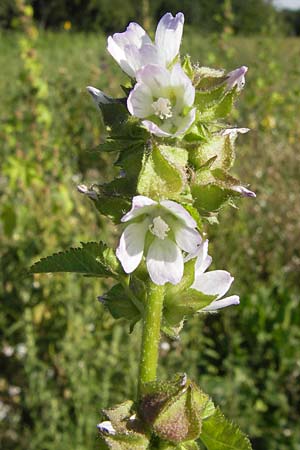 Malva verticillata \ Quirl-Malve / Chinese Mallow, Cluster Mallow, D Mannheim 24.7.2012
