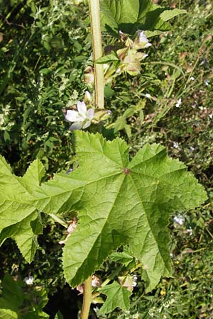 Malva verticillata \ Quirl-Malve / Chinese Mallow, Cluster Mallow, D Mannheim 24.7.2012