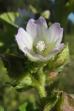 Malva verticillata \ Quirl-Malve / Chinese Mallow, Cluster Mallow, D Mannheim 24.7.2012