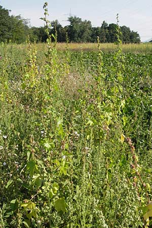 Malva verticillata \ Quirl-Malve / Chinese Mallow, Cluster Mallow, D Mannheim 24.7.2012