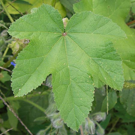 Malva verticillata \ Quirl-Malve / Chinese Mallow, Cluster Mallow, D Mannheim 2.8.2012