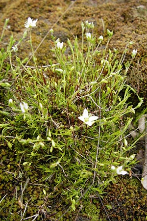 Sabulina caespitosa \ Galmei-Fr&uuml;hlings-Miere, Harzer Fr&uuml;hlings-Miere / Calaminarian Spring Sandwort, D Warburg 26.4.2014