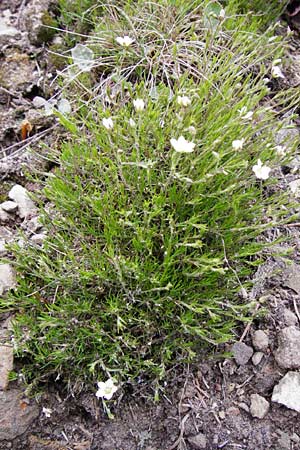 Sabulina caespitosa \ Galmei-Fr&uuml;hlings-Miere, Harzer Fr&uuml;hlings-Miere / Calaminarian Spring Sandwort, D Warburg 26.4.2014