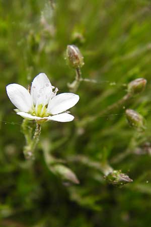 Sabulina caespitosa \ Galmei-Fr&uuml;hlings-Miere, Harzer Fr&uuml;hlings-Miere / Calaminarian Spring Sandwort, D Warburg 26.4.2014
