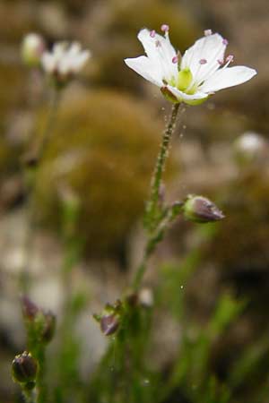 Sabulina caespitosa \ Galmei-Fr&uuml;hlings-Miere, Harzer Fr&uuml;hlings-Miere / Calaminarian Spring Sandwort, D Warburg 26.4.2014