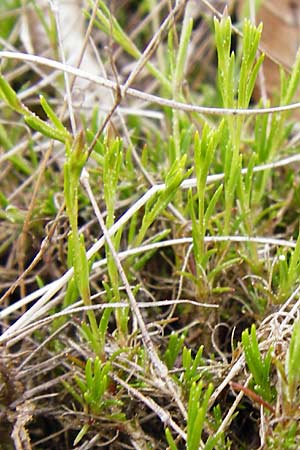 Sabulina caespitosa \ Galmei-Fr&uuml;hlings-Miere, Harzer Fr&uuml;hlings-Miere / Calaminarian Spring Sandwort, D Warburg 26.4.2014