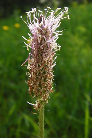 Plantago media \ Mittlerer Wegerich / Hoary Plantain, D Ketsch 16.5.2014
