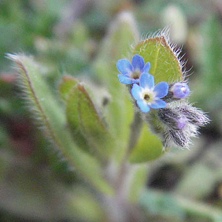 Myosotis ramosissima \ Hgel-Vergissmeinnicht / Early Forget-me-not, D Mannheim 19.4.2006