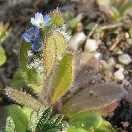 Myosotis ramosissima \ Hgel-Vergissmeinnicht / Early Forget-me-not, D Mannheim 19.4.2006