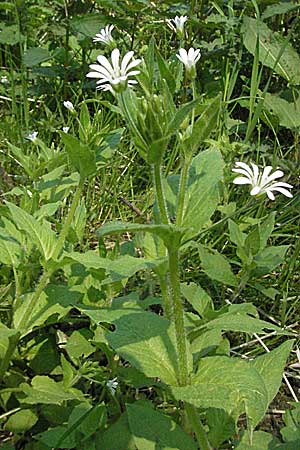 Stellaria nemorum \ Hain-Sternmiere / Wood Stitchwort, D Spessart, Jossa 6.5.2006