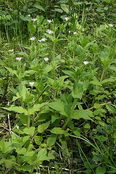 Stellaria nemorum \ Hain-Sternmiere / Wood Stitchwort, D Spessart, Jossa 6.5.2006