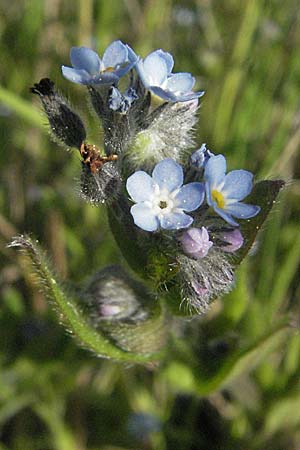 Myosotis arvensis \ Acker-Vergissmeinnicht / Field Forget-me-not, D Bruchsal 11.5.2006