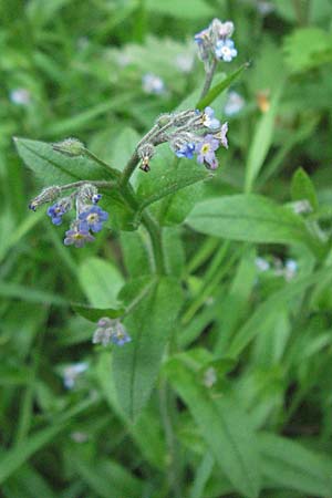 Myosotis arvensis \ Acker-Vergissmeinnicht / Field Forget-me-not, D Odenwald, Unterabtsteinach 20.5.2006