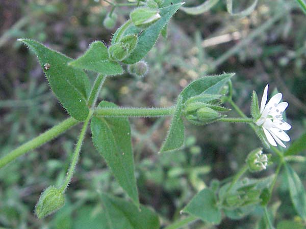 Stellaria nemorum \ Hain-Sternmiere / Wood Stitchwort, D Ludwigshafen-Maudach 2.7.2006