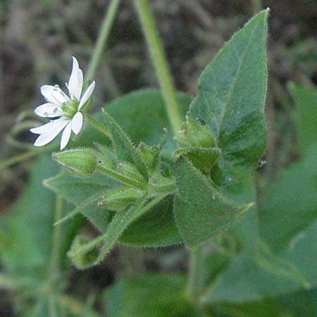 Stellaria nemorum \ Hain-Sternmiere / Wood Stitchwort, D Ludwigshafen-Maudach 2.7.2006