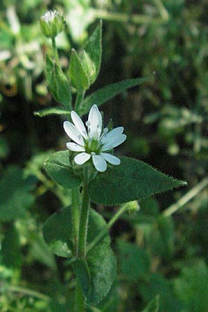 Stellaria nemorum \ Hain-Sternmiere / Wood Stitchwort, D Ludwigshafen-Maudach 2.7.2006