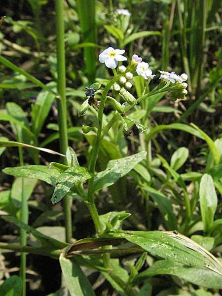 Myosotis scorpioides agg. \ Sumpf-Vergissmeinnicht / Water Forget-me-not, D Mörfelden 29.7.2006
