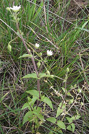 Stellaria aquatica \ Wassermiere, Wasserdarm / Water Checkweed, D Friedberg 26.8.2006