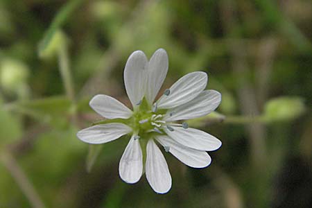Stellaria aquatica \ Wassermiere, Wasserdarm / Water Checkweed, D Friedberg 26.8.2006