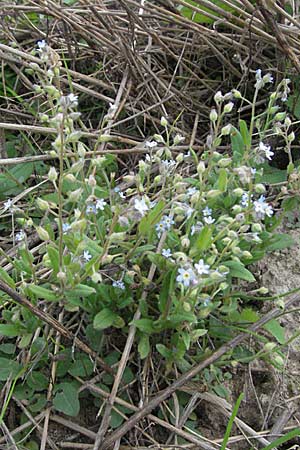 Myosotis arvensis \ Acker-Vergissmeinnicht / Field Forget-me-not, D Waghäusel 16.9.2006