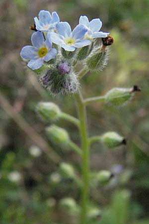 Myosotis arvensis, Acker-Vergissmeinnicht Myosotis arvensis, Acker-Vergissmeinnicht