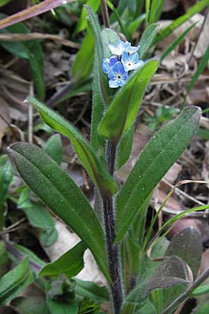 Myosotis sylvatica, Wood Forget-me-not Myosotis sylvatica, Wood Forget-me-not