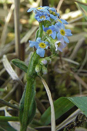 Myosotis nemorosa \ Hain-Vergissmeinnicht / Hedge Forget-me-not, D Rastatt 3.5.2007