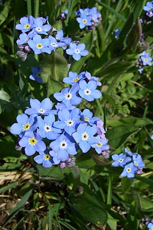Myosotis sylvatica \ Wald-Vergissmeinnicht / Wood Forget-me-not, D Rheinhessen, Wendelsheim 26.4.2008