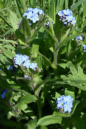 Myosotis sylvatica \ Wald-Vergissmeinnicht / Wood Forget-me-not, D Rheinhessen, Wendelsheim 26.4.2008