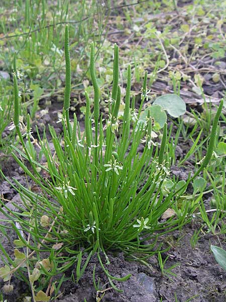 Myosurus minimus \ Museschwnzchen / Tiny Mousetail, D Weinheim an der Bergstraße 4.5.2008