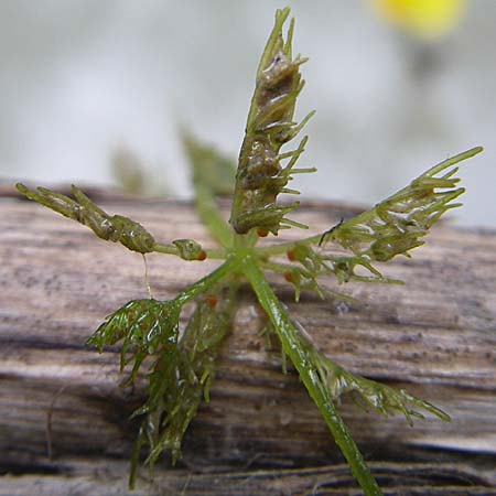 Myriophyllum spicatum ? \ hriges Tausendblatt / Spiked Water Milfoil, D Eisenberg 2.8.2008