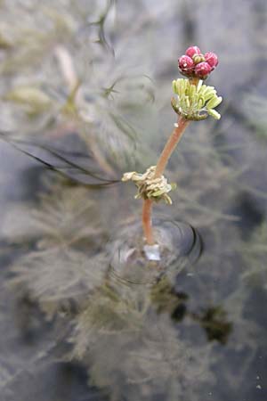 Myriophyllum spicatum \ hriges Tausendblatt / Spiked Water Milfoil, D Rheinstetten-Silberstreifen 23.8.2008
