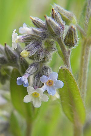 Myosotis discolor \ Buntes Vergissmeinnicht, Gelbes Vergissmeinnicht / Changing Forget-me-not, D Wörth-Büchelberg 23.4.2009