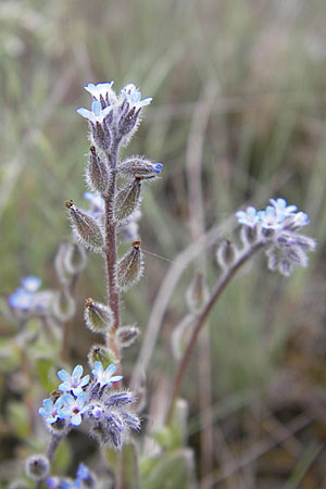Myosotis stricta \ Sand-Vergissmeinnicht / Strict Forget-me-not, Small-Flowered Forget-me-not, D Viernheim 4.5.2009