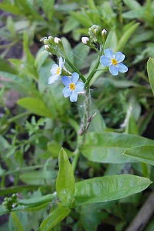 Myosotis scorpioides agg. \ Sumpf-Vergissmeinnicht / Water Forget-me-not, D Mannheim 19.5.2009