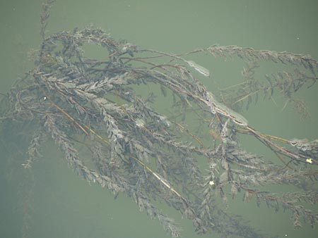 Elodea canadensis ? \ Kanadische Wasserpest / Canadian Waterweed, D Heidelberg 6.9.2009