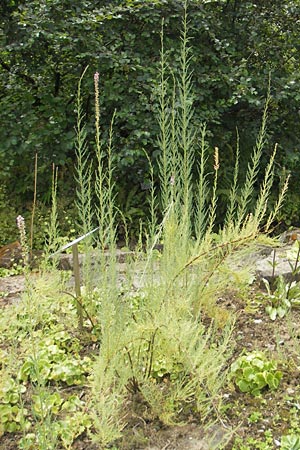 Myricaria germanica \ Deutsche Tamariske, Rispelstrauch / German Tamarisk, D Botan. Gar.  Universit.  Tübingen 3.7.2011