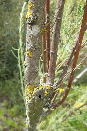Myricaria germanica \ Deutsche Tamariske, Rispelstrauch / German Tamarisk, D Botan. Gar.  Universit.  Tübingen 3.7.2011