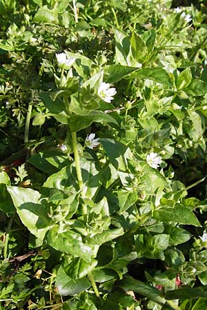 Stellaria aquatica \ Wassermiere, Wasserdarm / Water Checkweed, D Bad Nauheim 19.9.2012