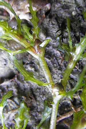 Najas marina \ Groes Nixenkraut / Spiny Najad, D Römerberg 5.9.2009