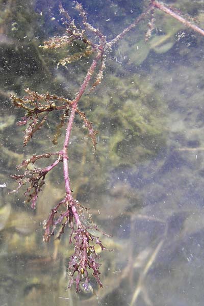 Najas marina \ Groes Nixenkraut / Spiny Najad, D Römerberg 5.9.2009